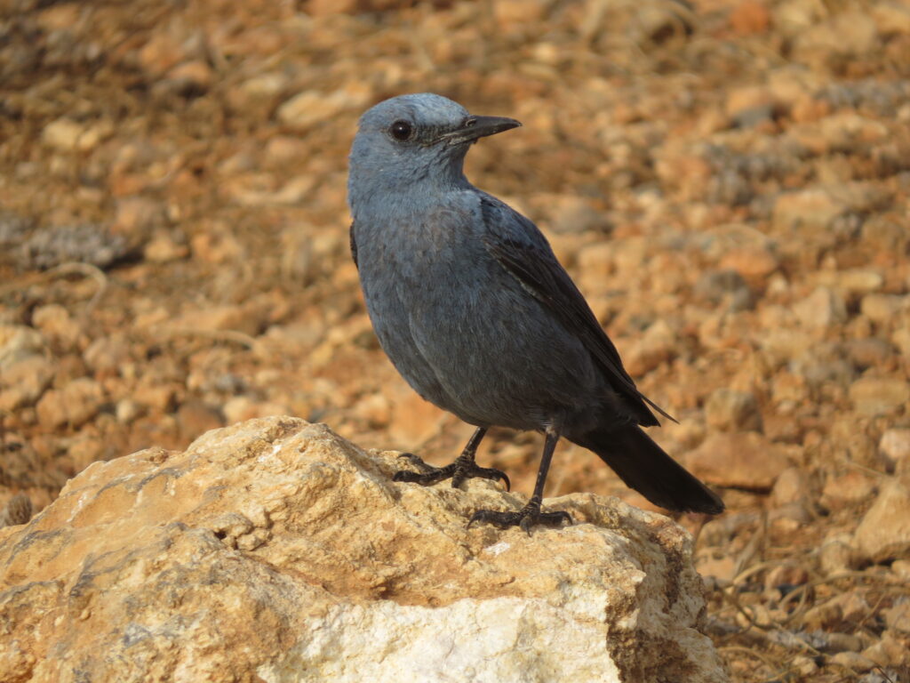 birding guide malta Male blue rock thrush in Malta