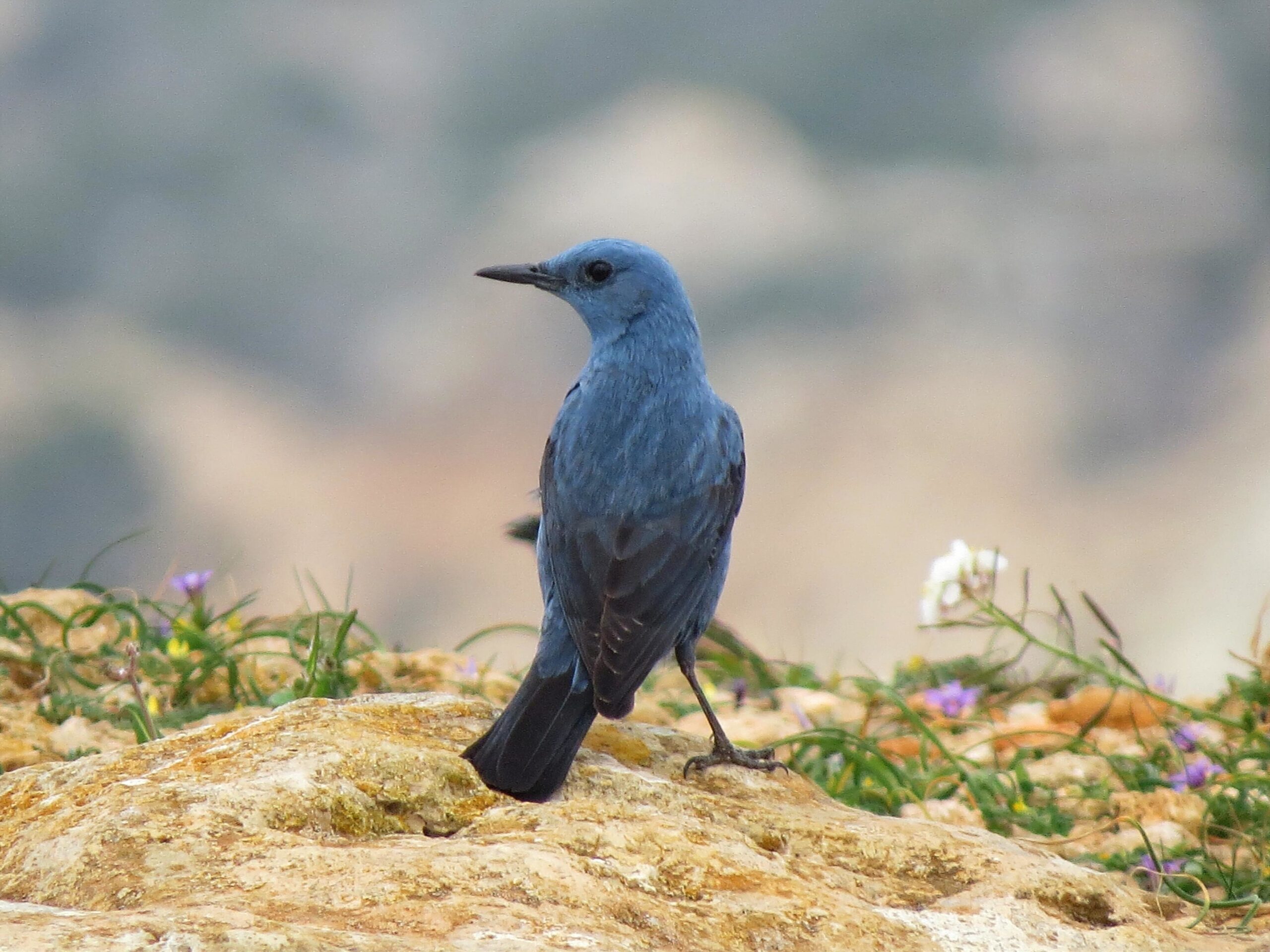 003 malta birding tours