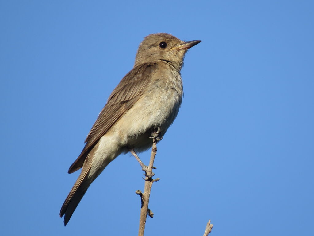 mediterranean spotted flycatcher Malta birding tours