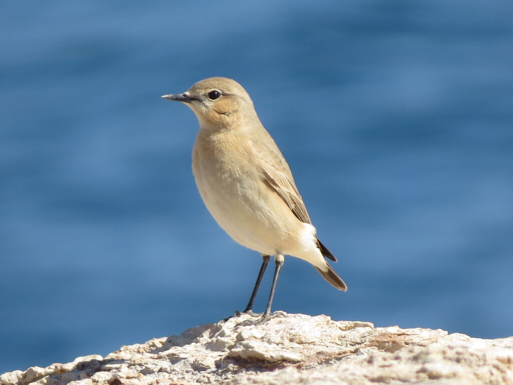 isabelline wheatear malta birding tours
