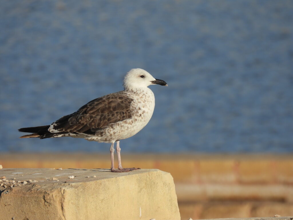 birding in malta lesser black-backed gull