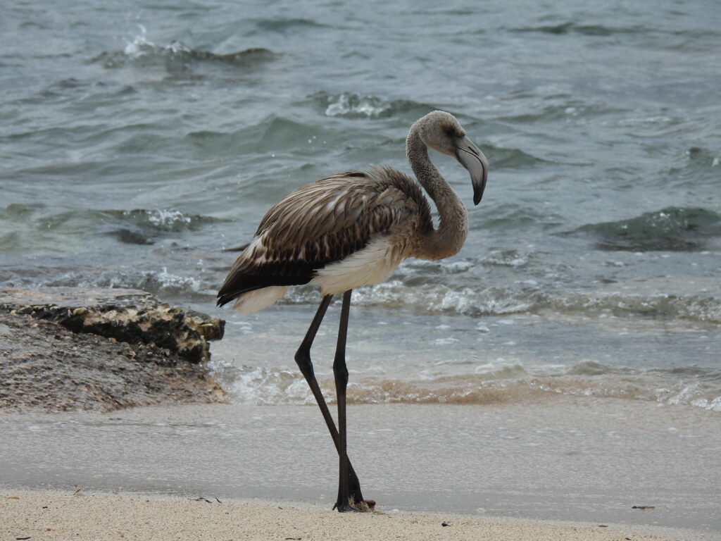 contact us flamingo malta birding tours
