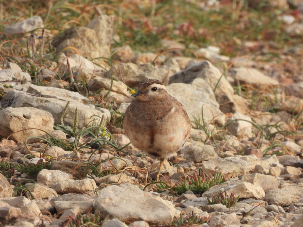 eurasian dotterel malta birding tours