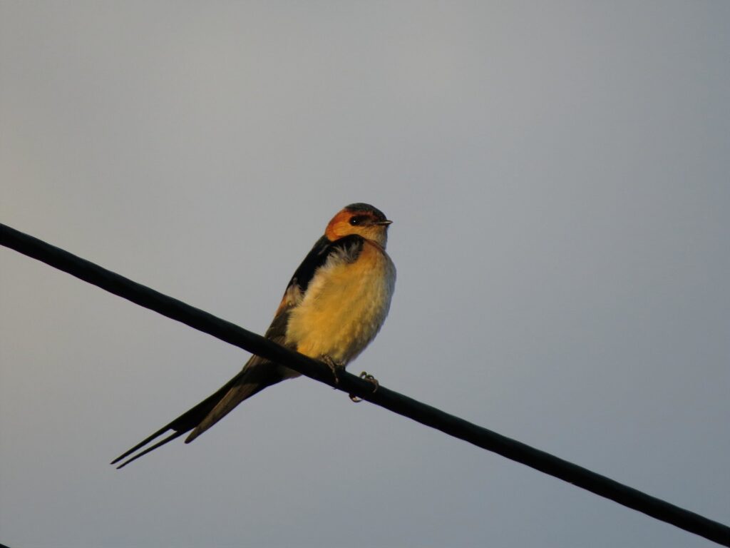 red-rumped swallow Malta birding tours
