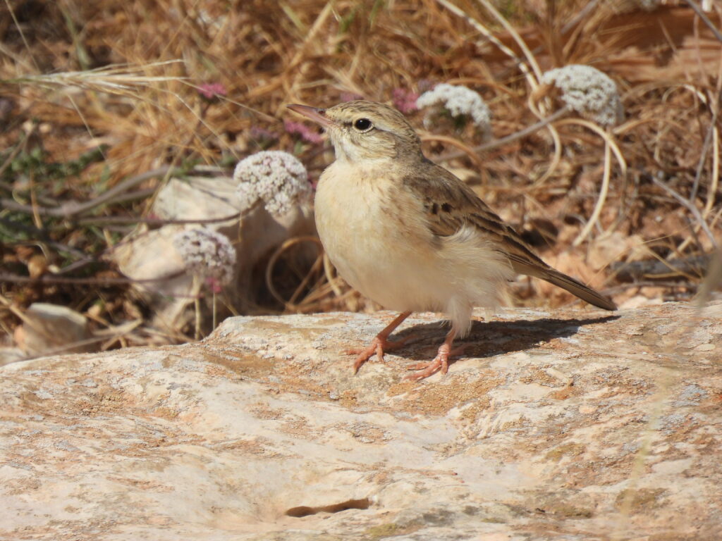 tawny pipit malta birding tours