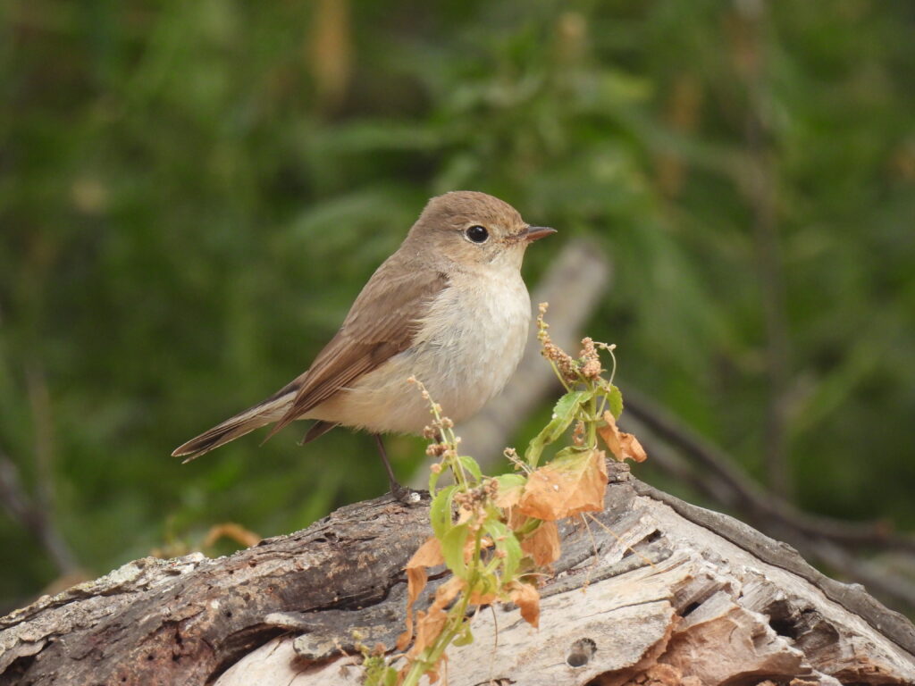 birding in malta red-breasted flycatcher