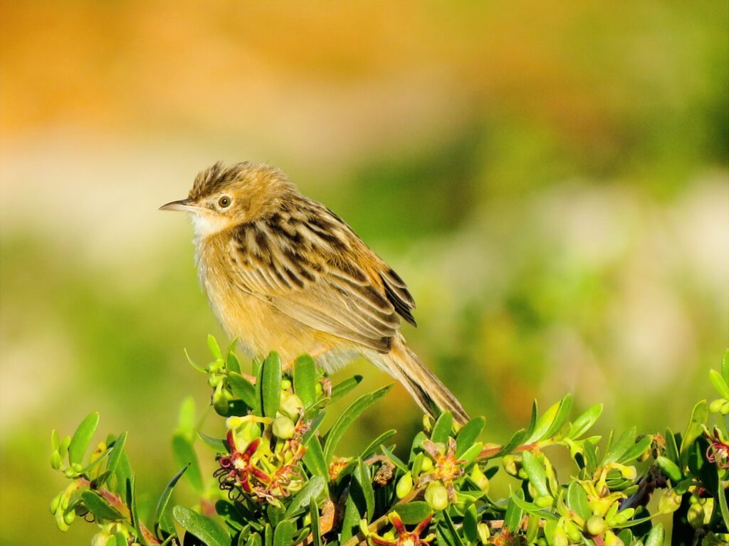 birding in malta zitting cisticola