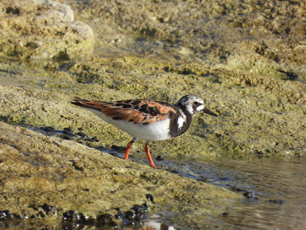 turnstone Malta birding tours