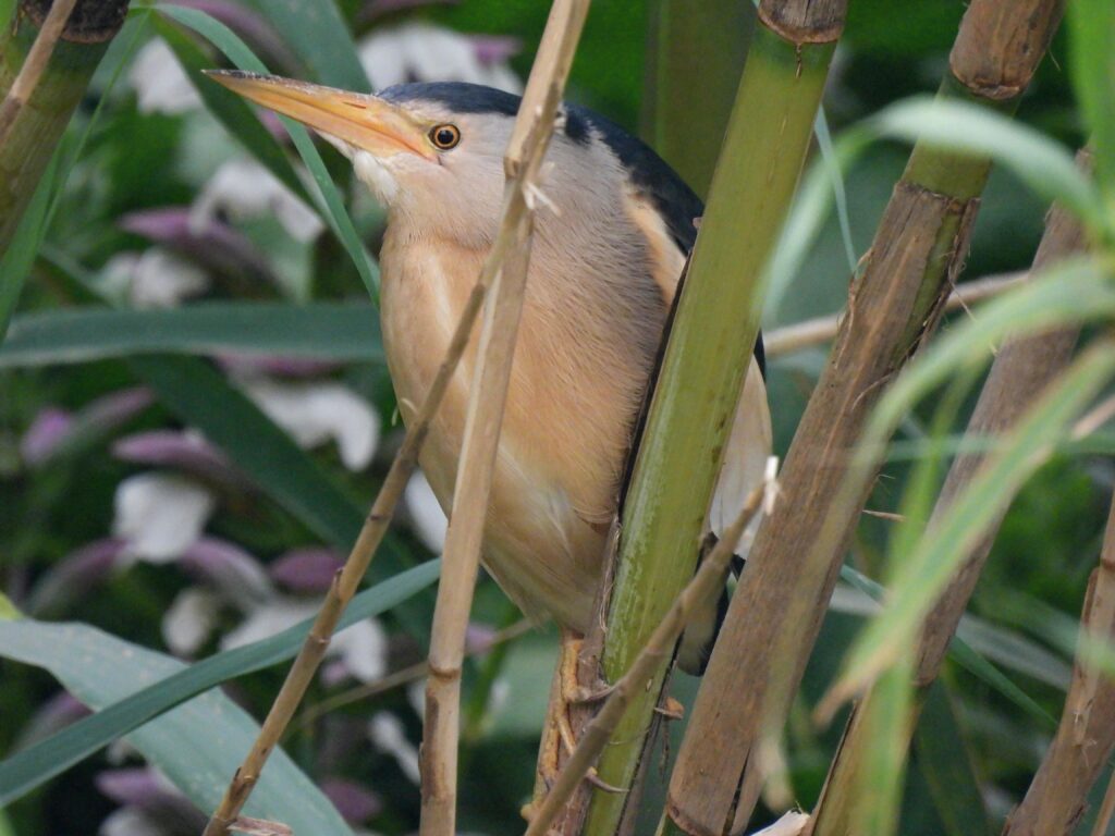 little bittern malta birding tours