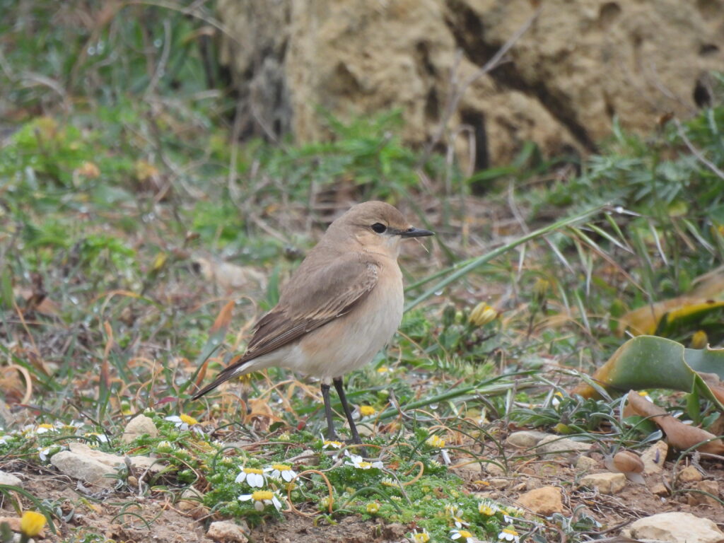 isabelline wheatear malta birding tours