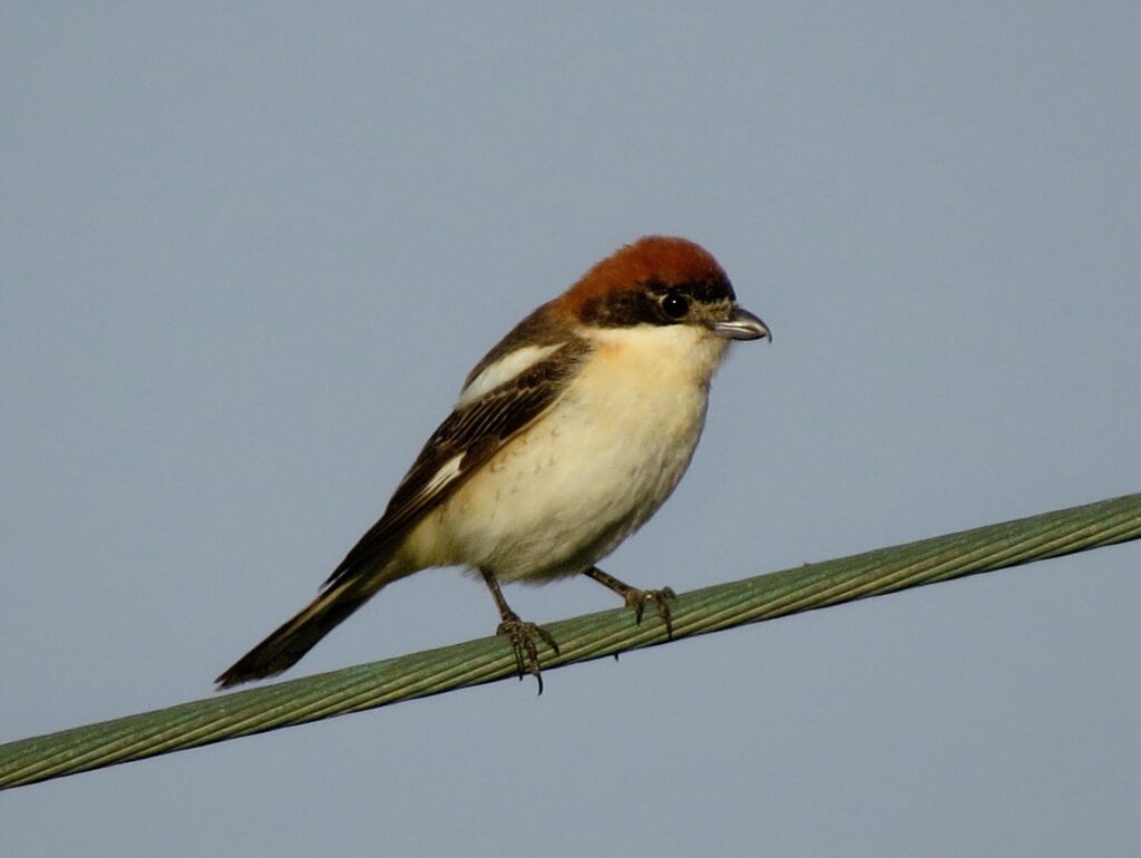 woodchat shrike malta birding tours