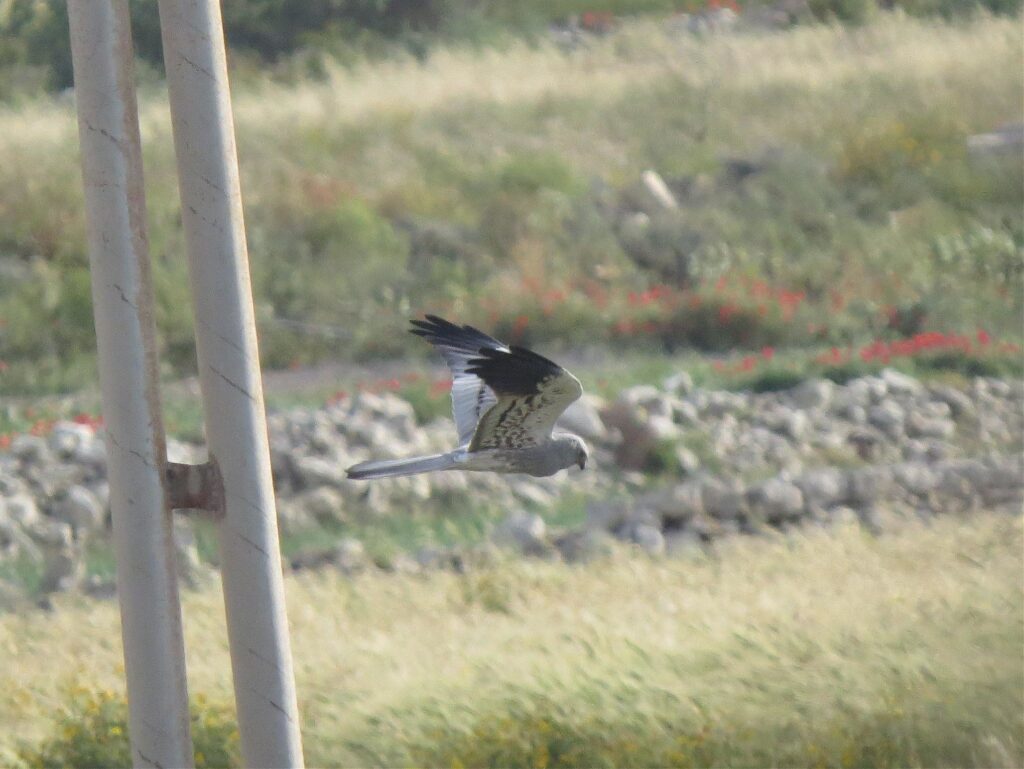 male montagu's harrier Circus pygargus in Malta