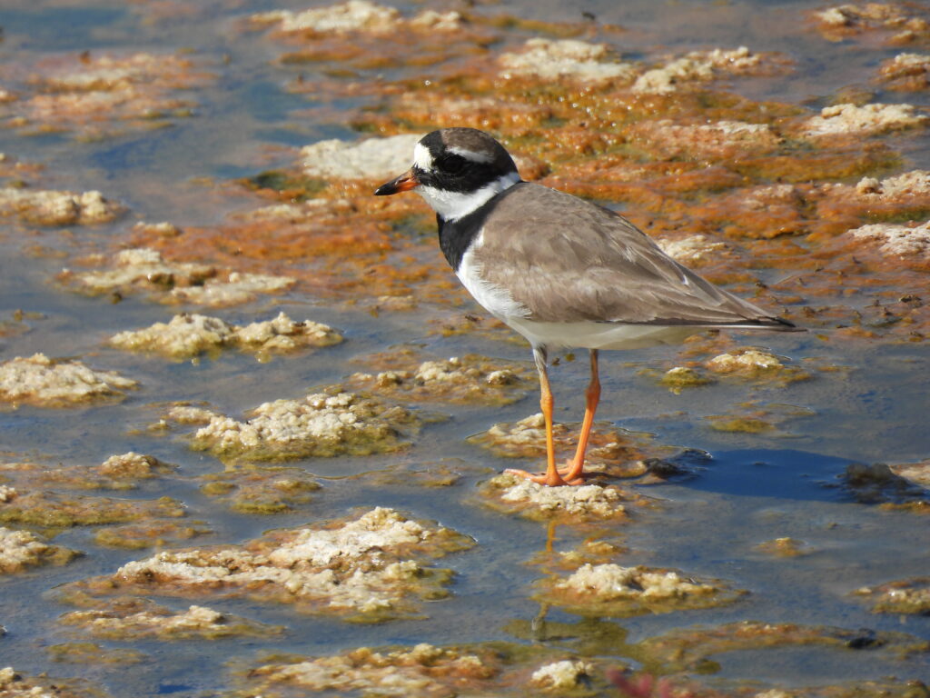 ringed plover Malta birding tours