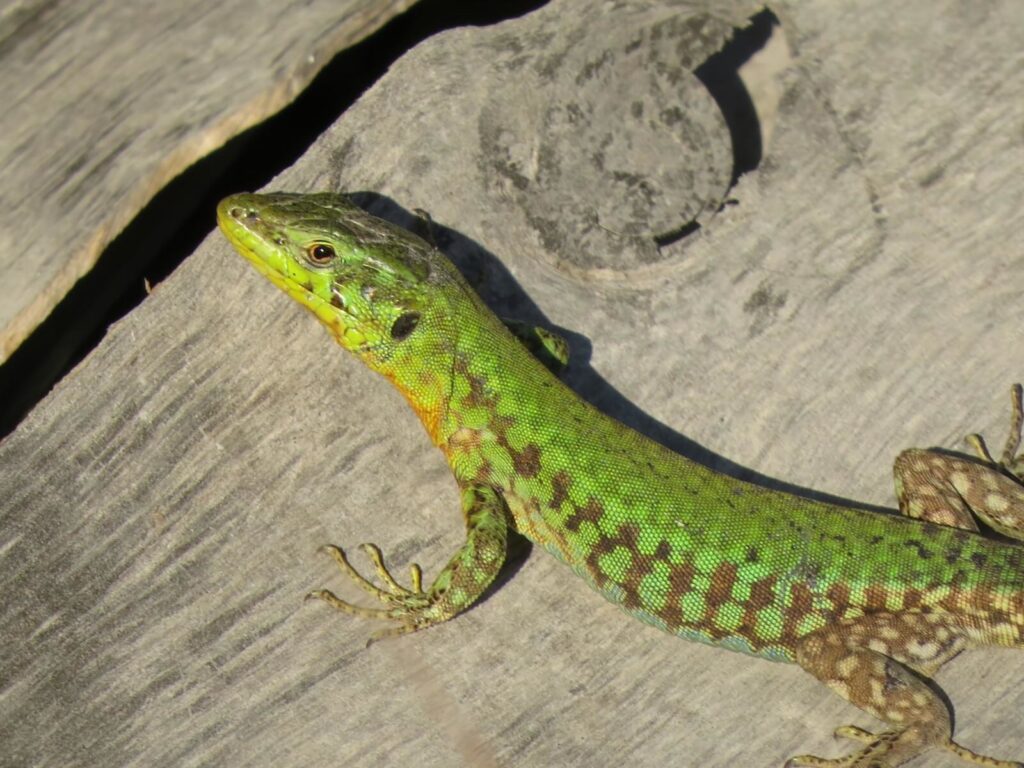 male maltese wall lizard podarcis filfolensis in Malta