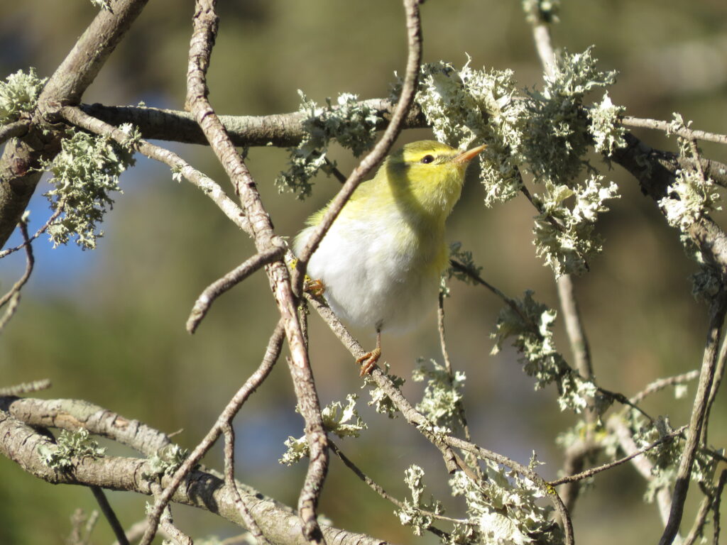 wood warbler Malta birding tours