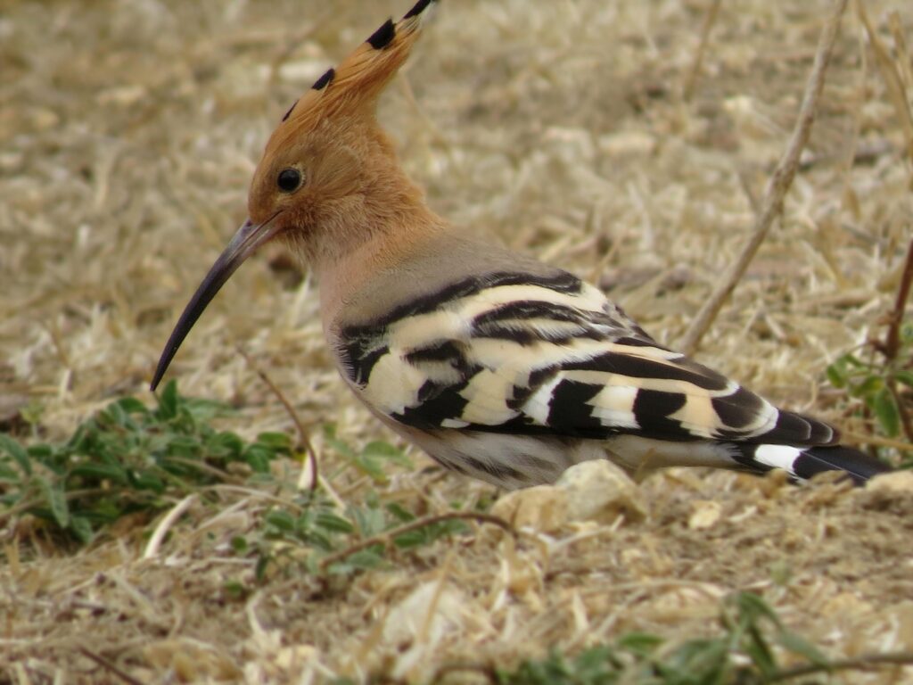 birding in malta hoopoe